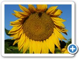 Here Comes The Sun!