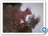 A Recent Visitor